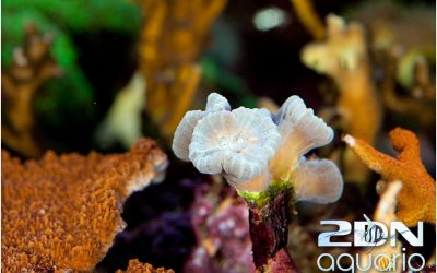 Aquarium-Neuilly-D70_1023 Aquarium-Neuilly-D70_1023