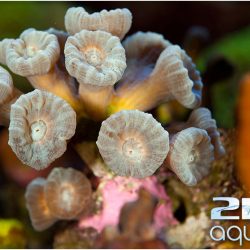 Aquarium-Neuilly-D70_1024 Aquarium-Neuilly-D70_1024