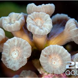 Aquarium-Neuilly-D70_1027 Aquarium-Neuilly-D70_1027