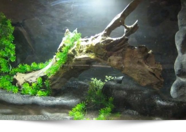 congret_decor